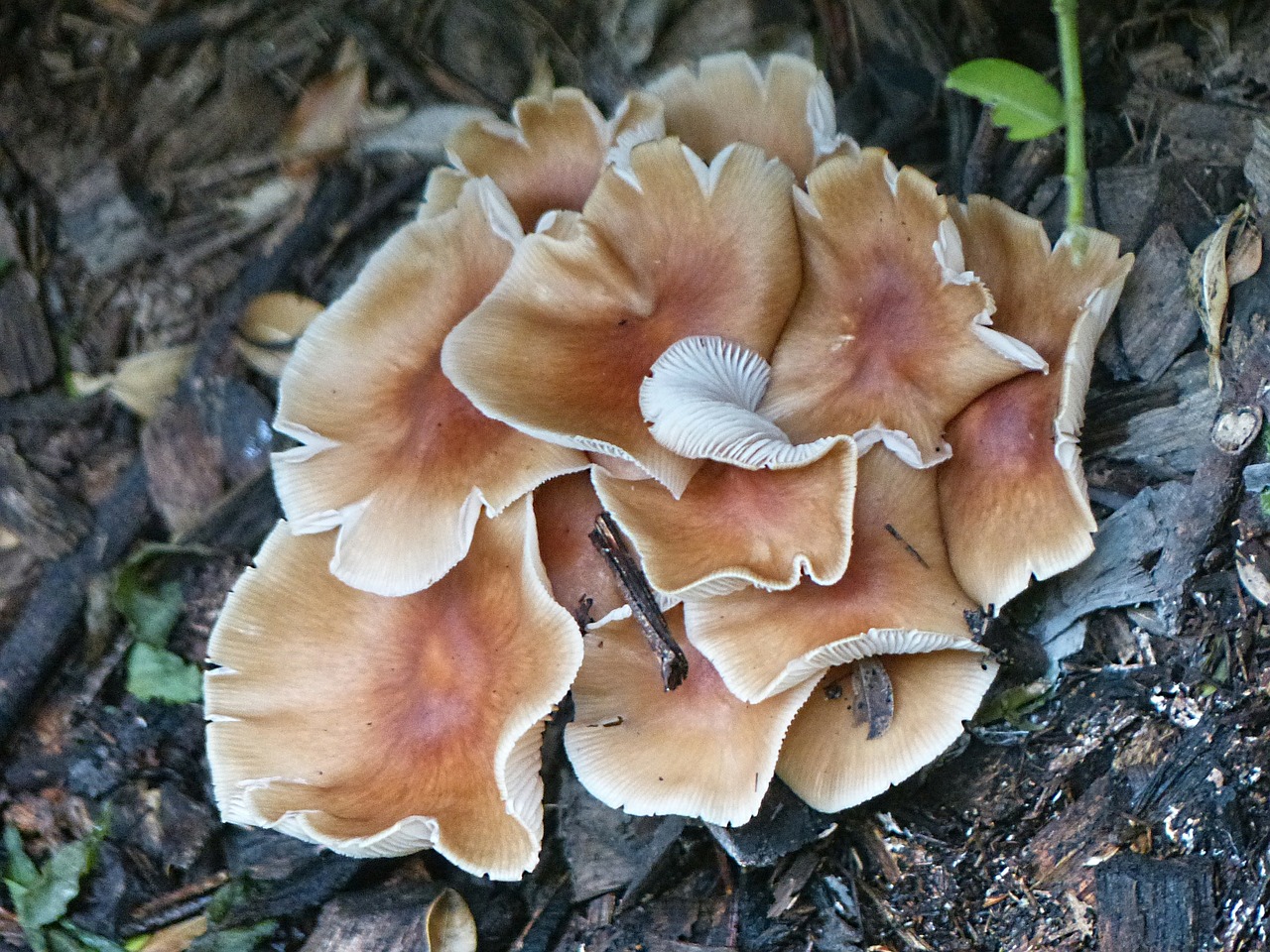 fungi mushroom forest floor free photo