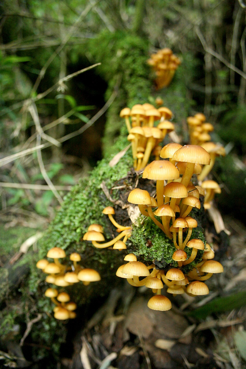 fungi mushrooms nature free photo