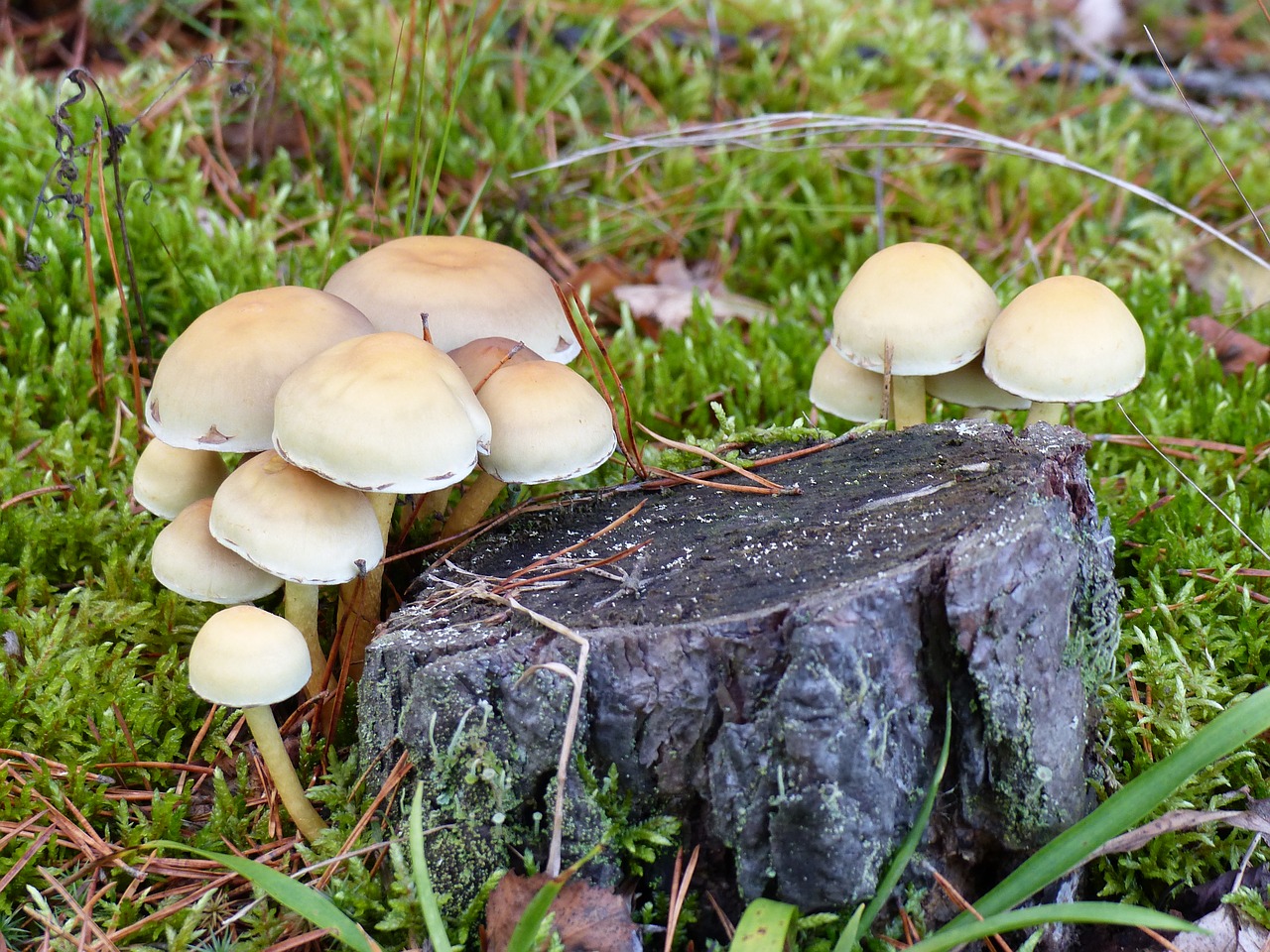 fungi forest stump free photo