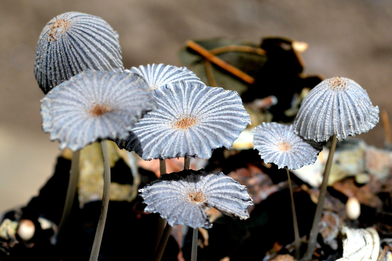 fungi mushrooms nature free photo