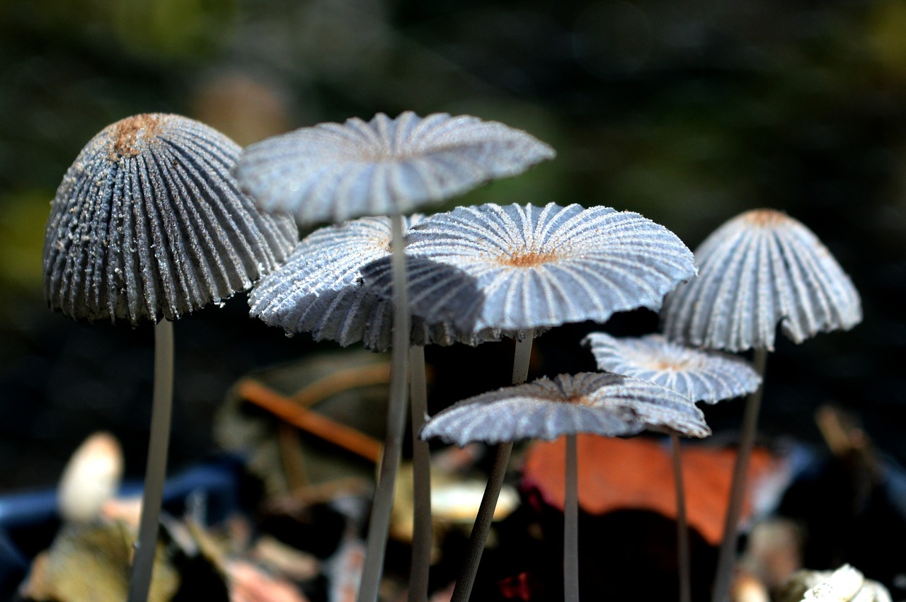 fungi mushrooms nature free photo