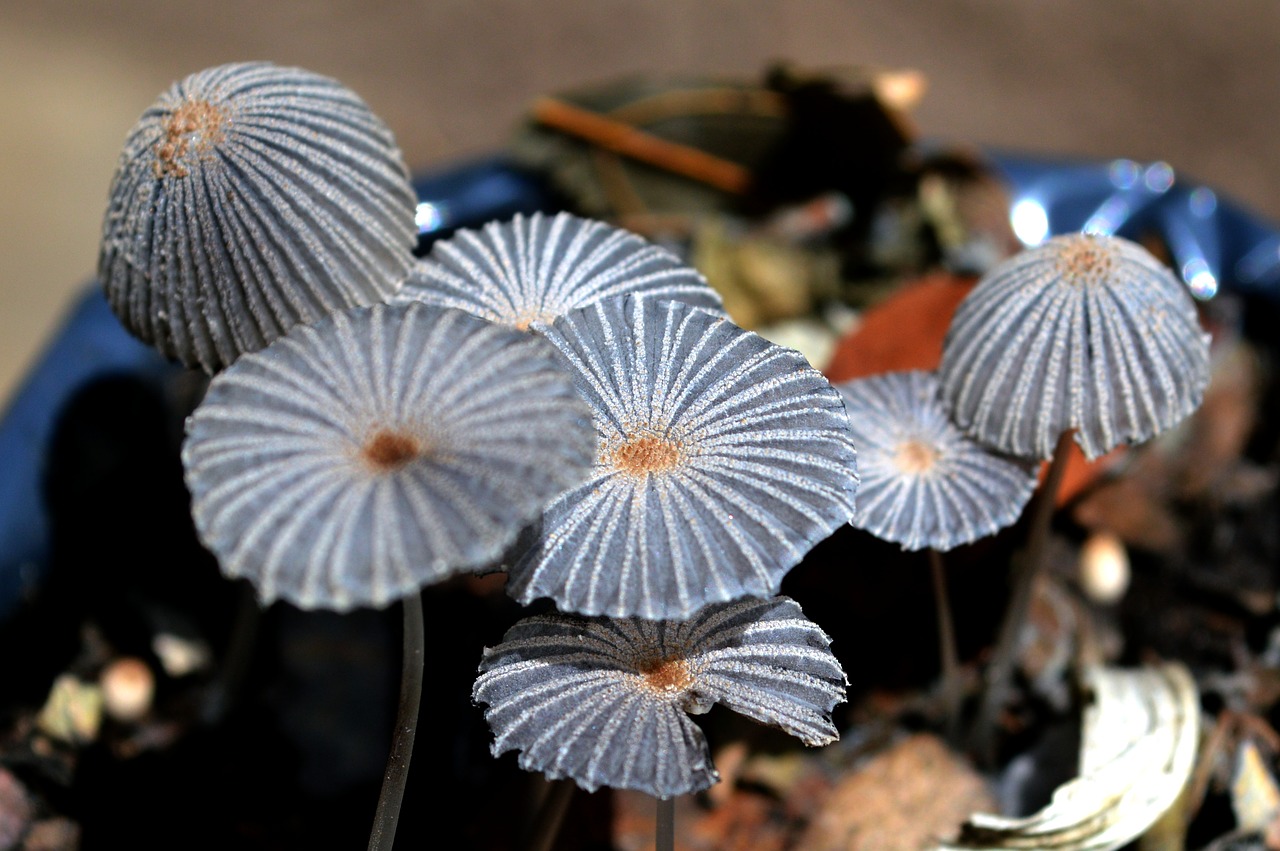 fungi mushrooms nature free photo