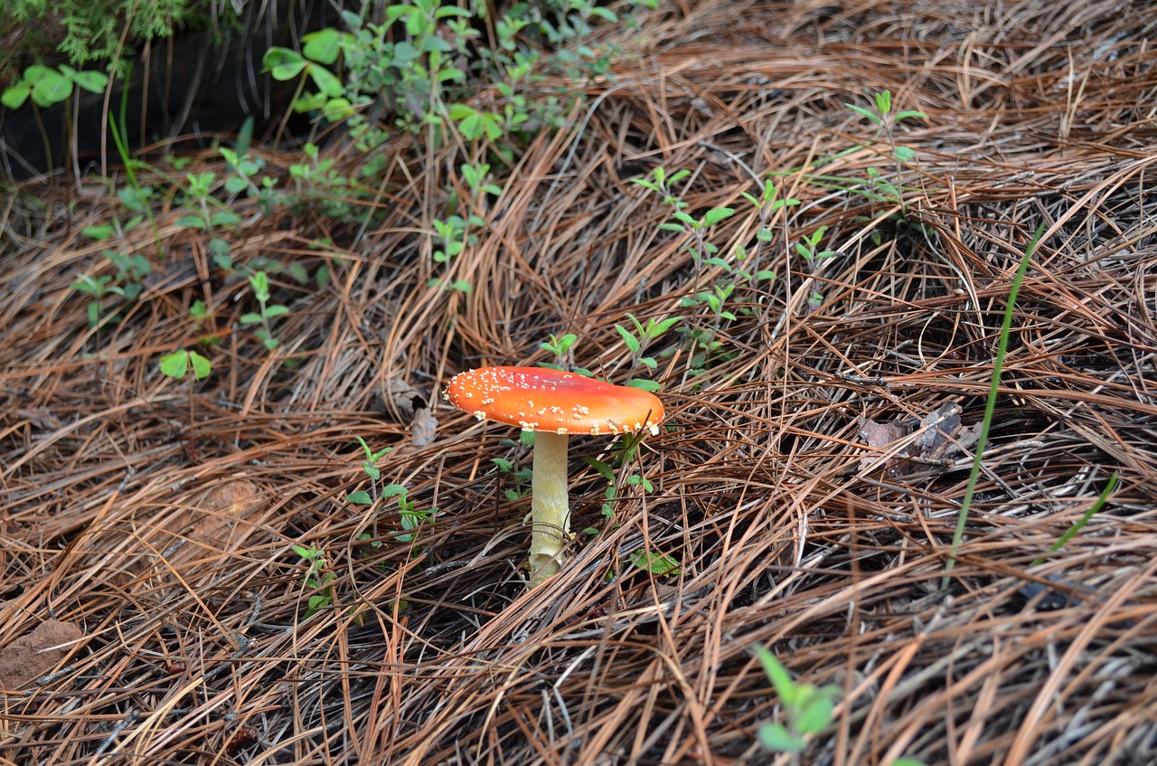 fungi nature mushroom free photo