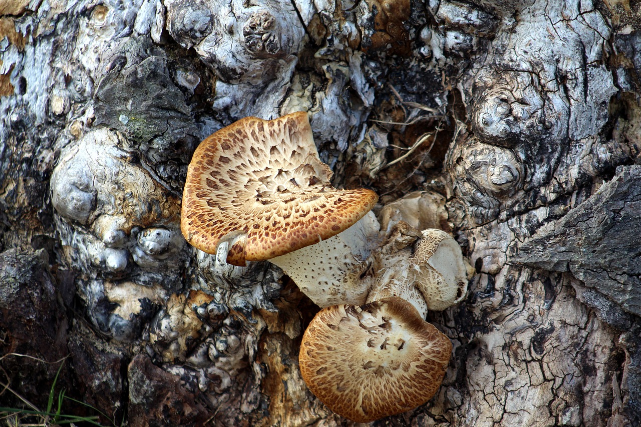 fungi trunk wood free photo