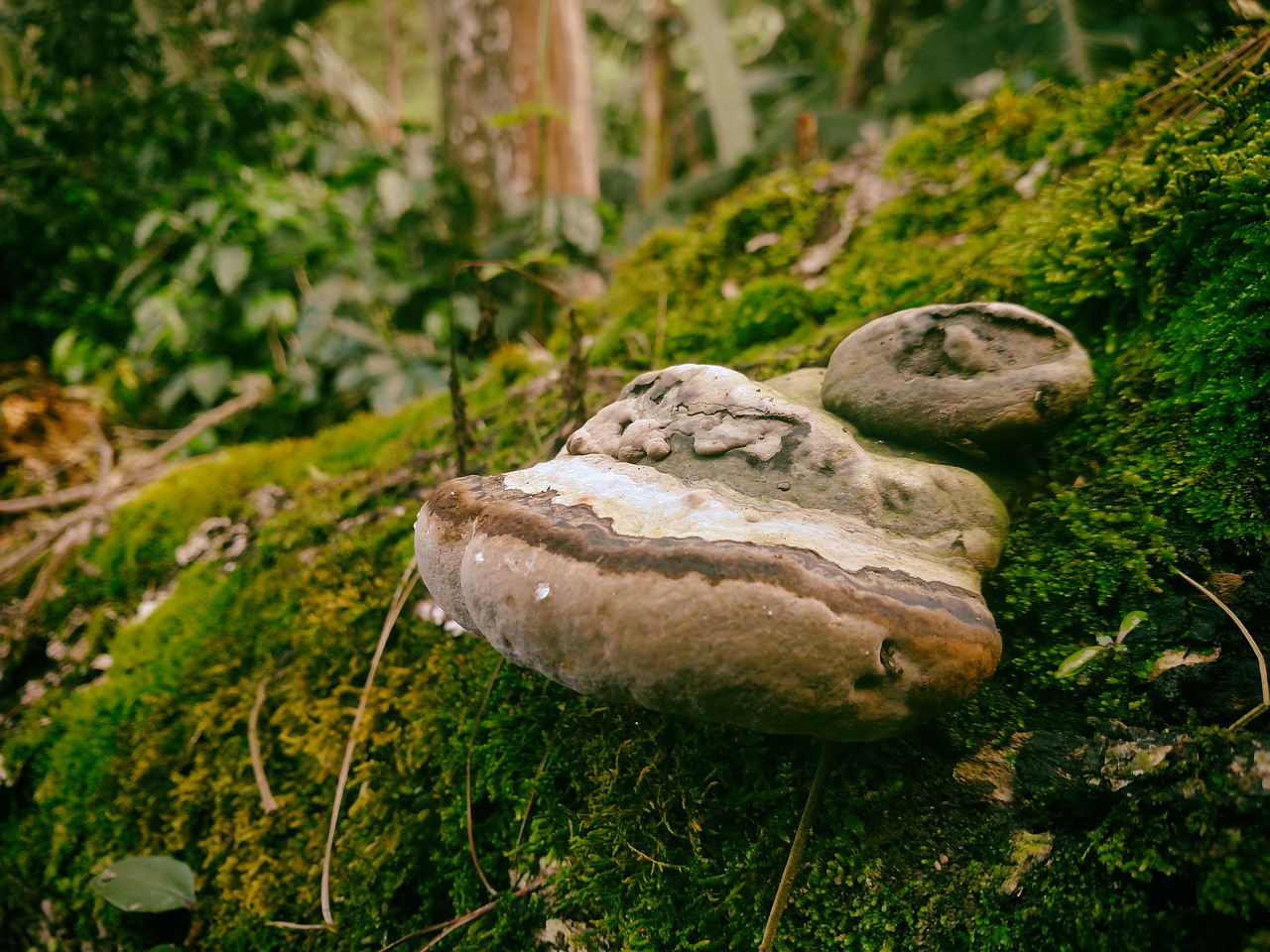 fungi tree green free photo