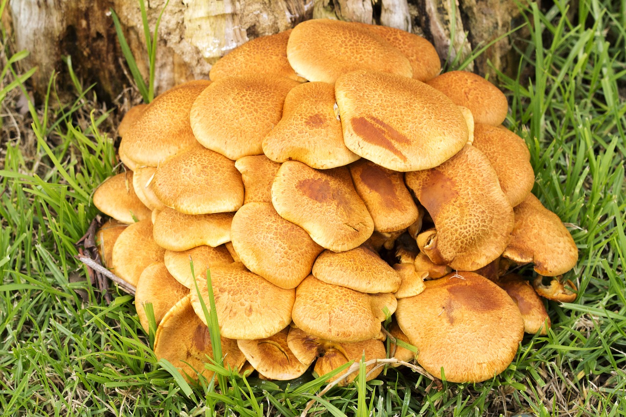fungi mushroom fungus free photo