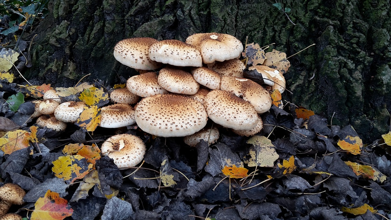fungi mushroom nature free photo