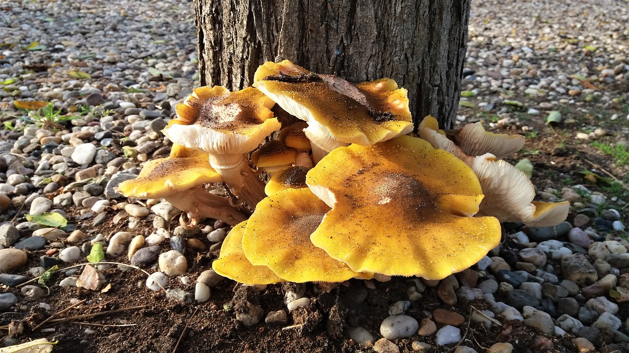 fungi autumn mushroom free photo