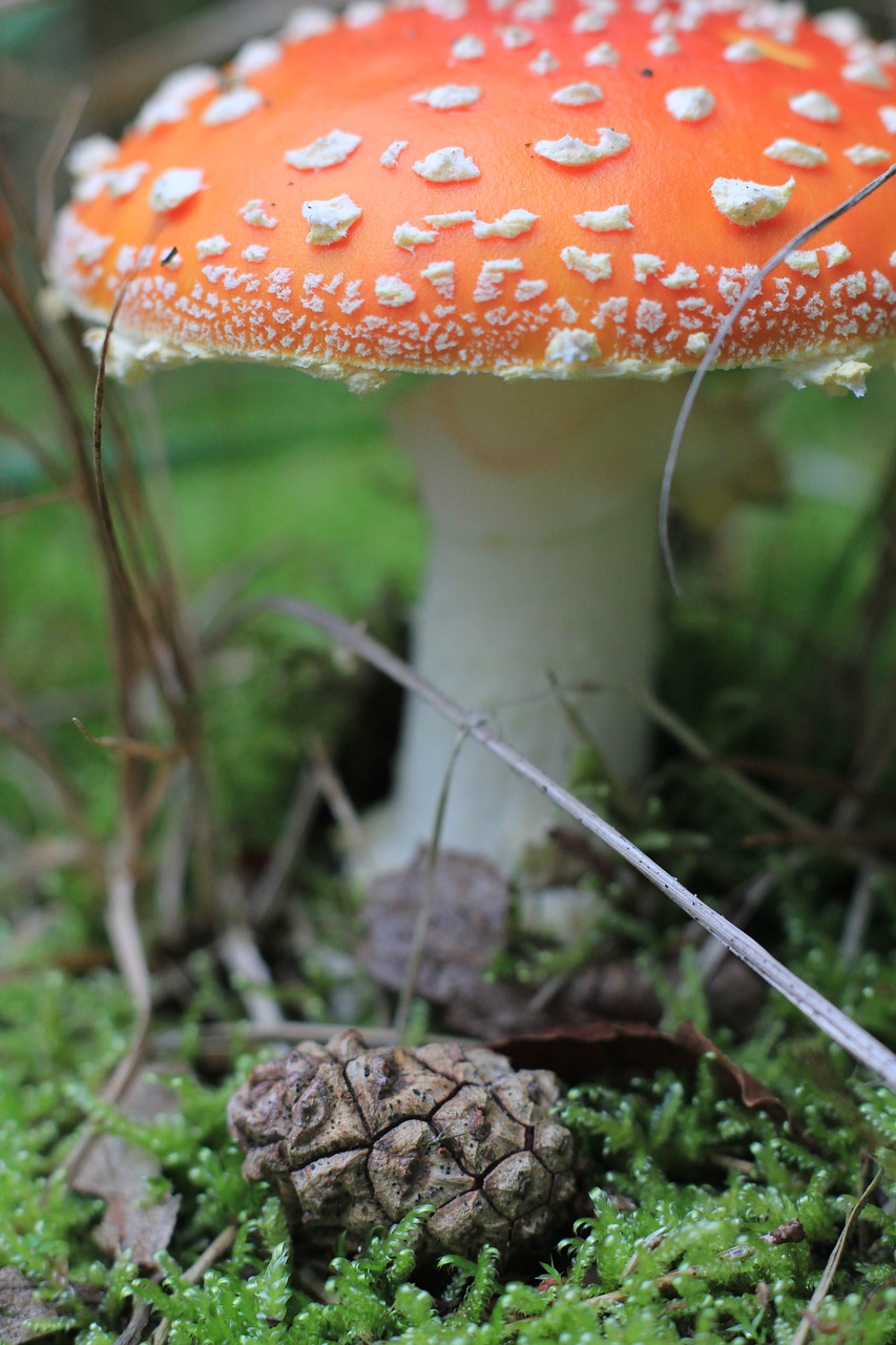fungi  mushroom free pictures free photo