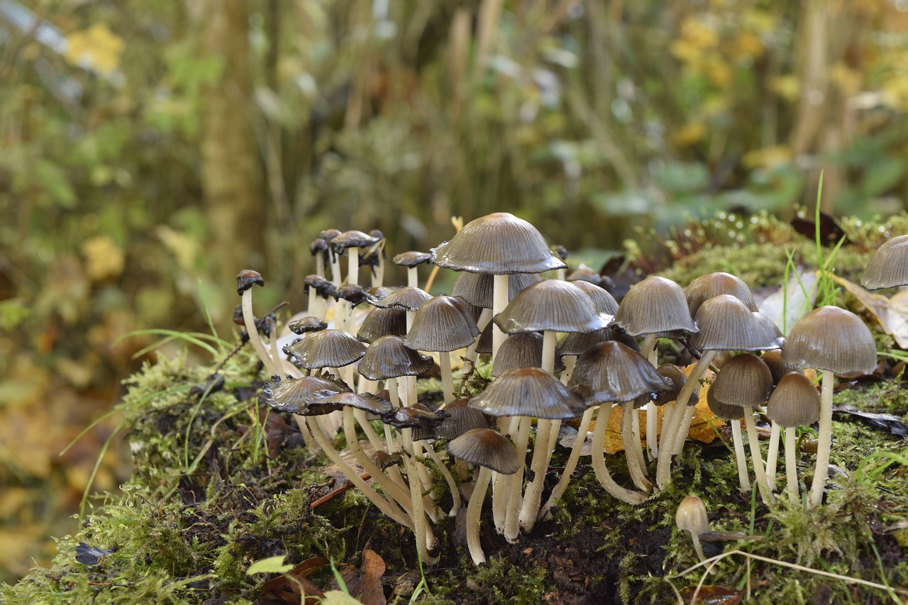 fungi  nature  mushroom free photo