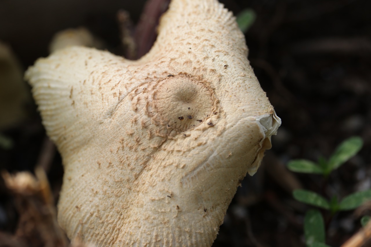 fungi  mushroom  forest free photo