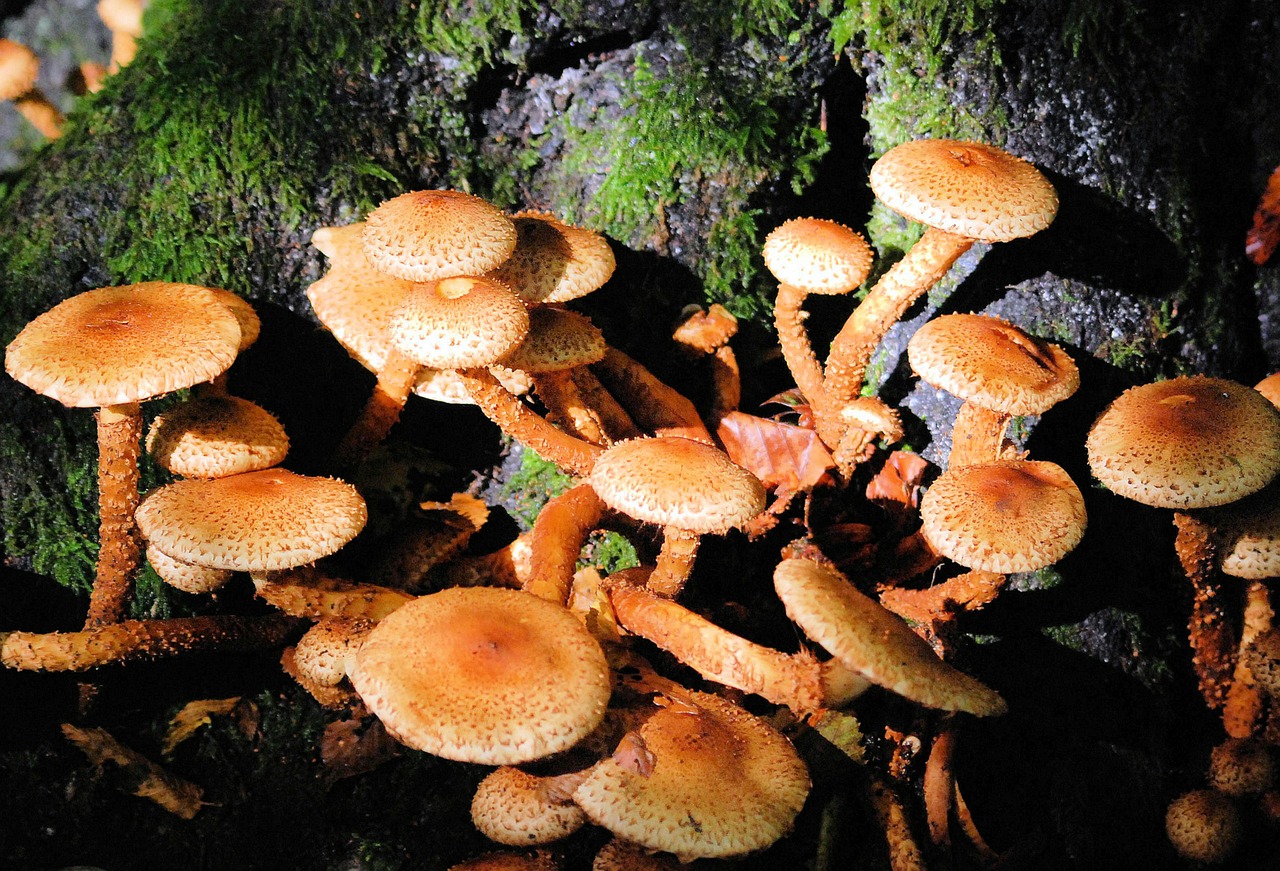 fungi woodland fungus free photo
