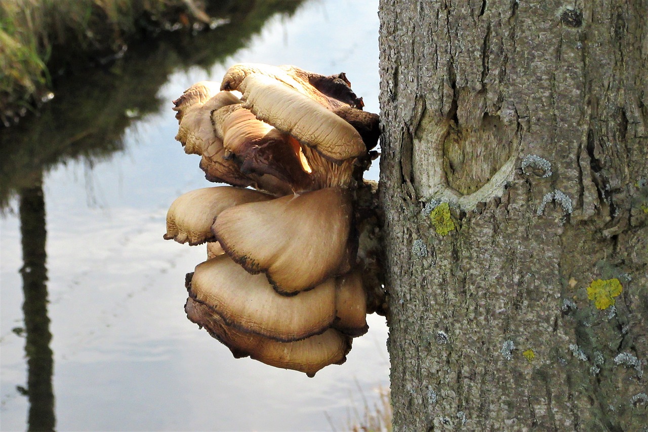 fungi  agaric  tree free photo