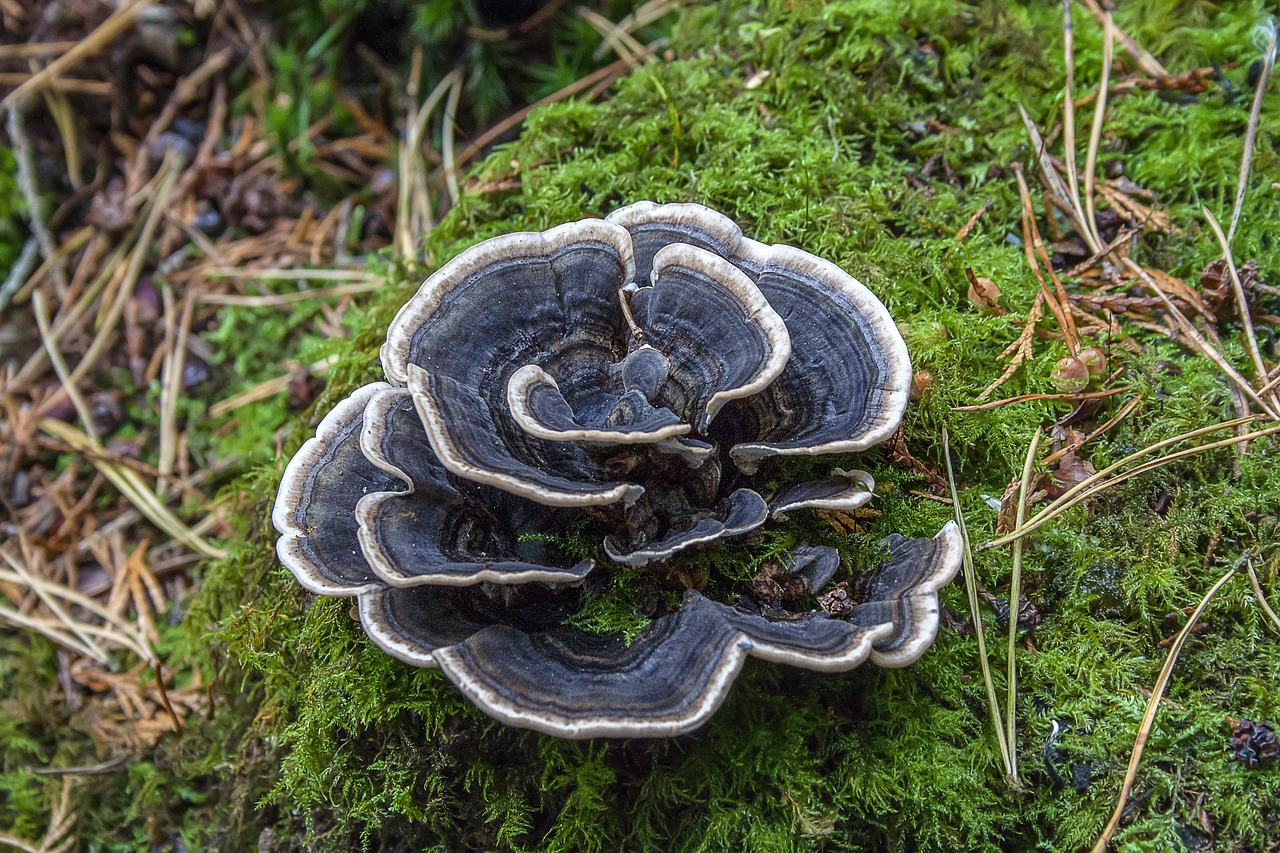 fungi  mushroom  bracket free photo