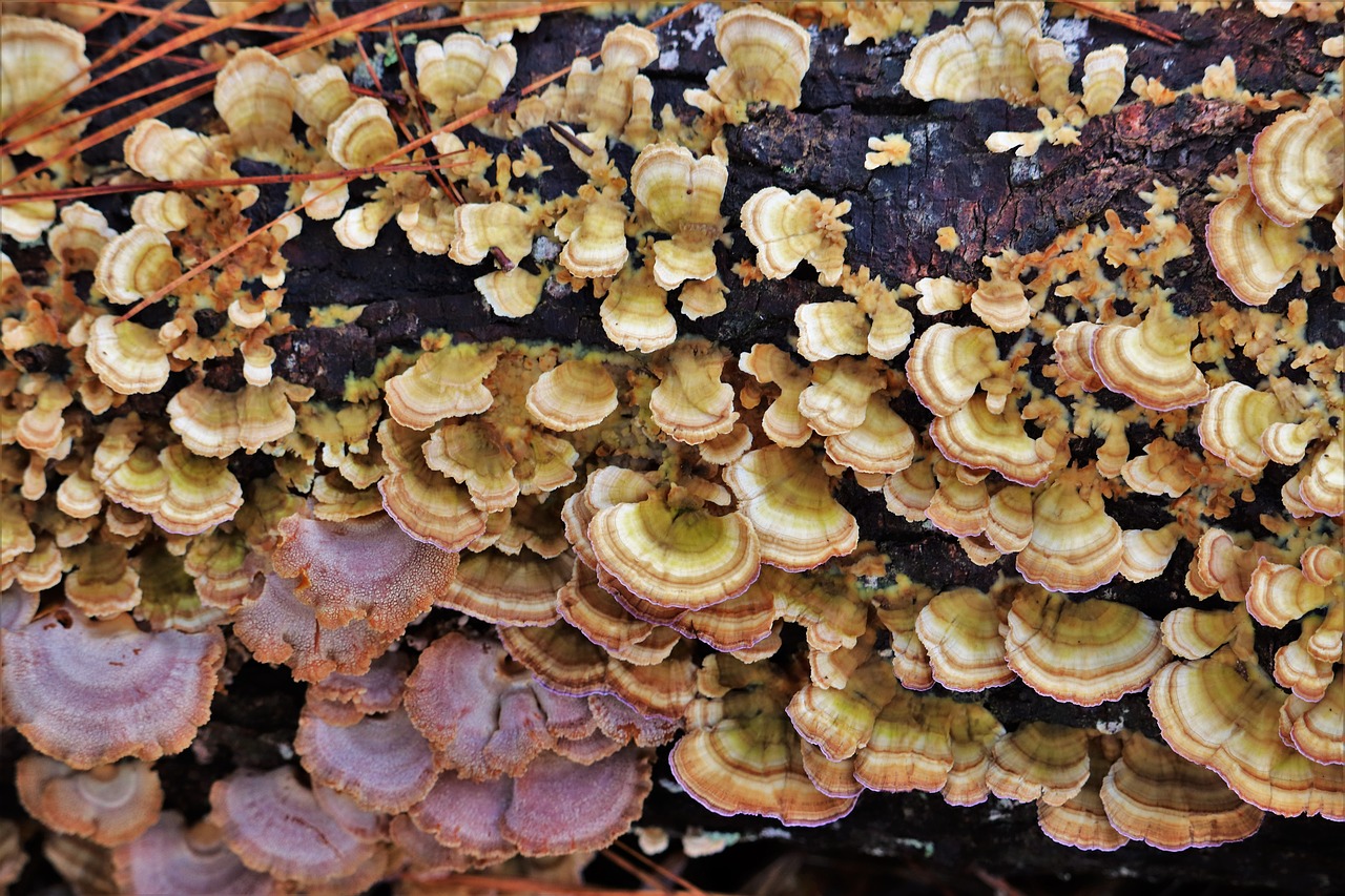 fungi  bracket fungi  natural free photo