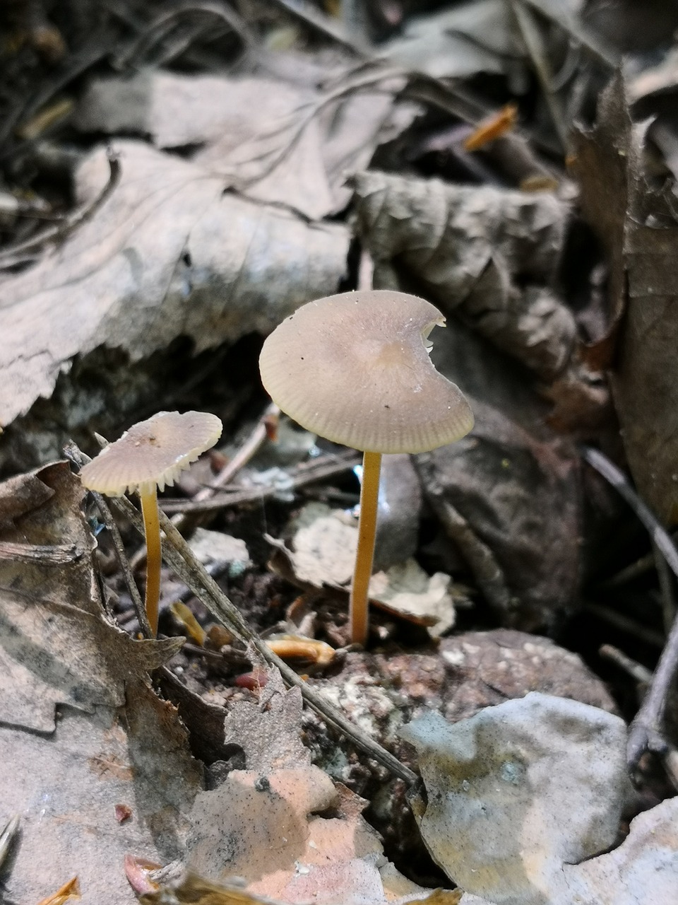 fungi  forest  mushroom free photo