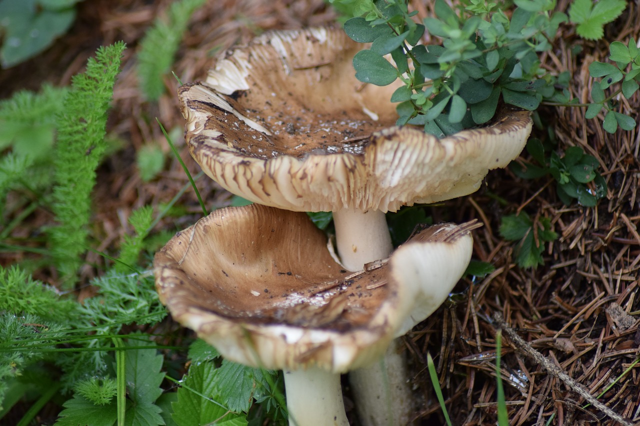 fungi  forest  nature free photo