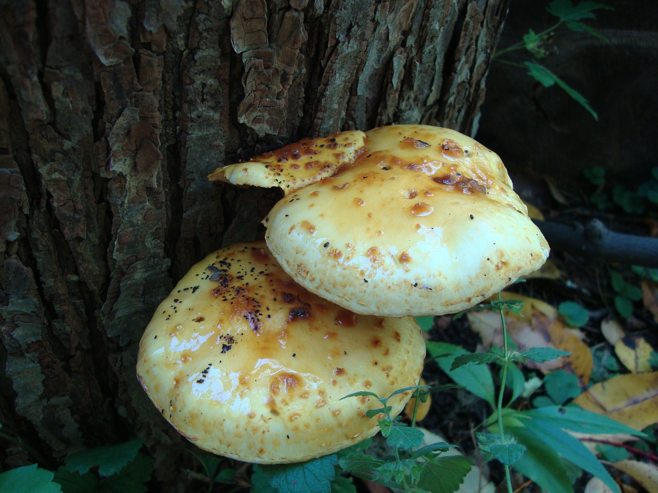 fungi mushrooms toadstools free photo