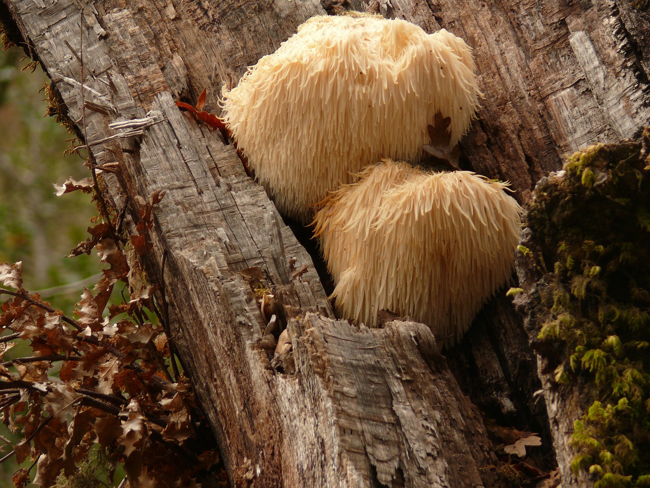 fungi fungus wood free photo