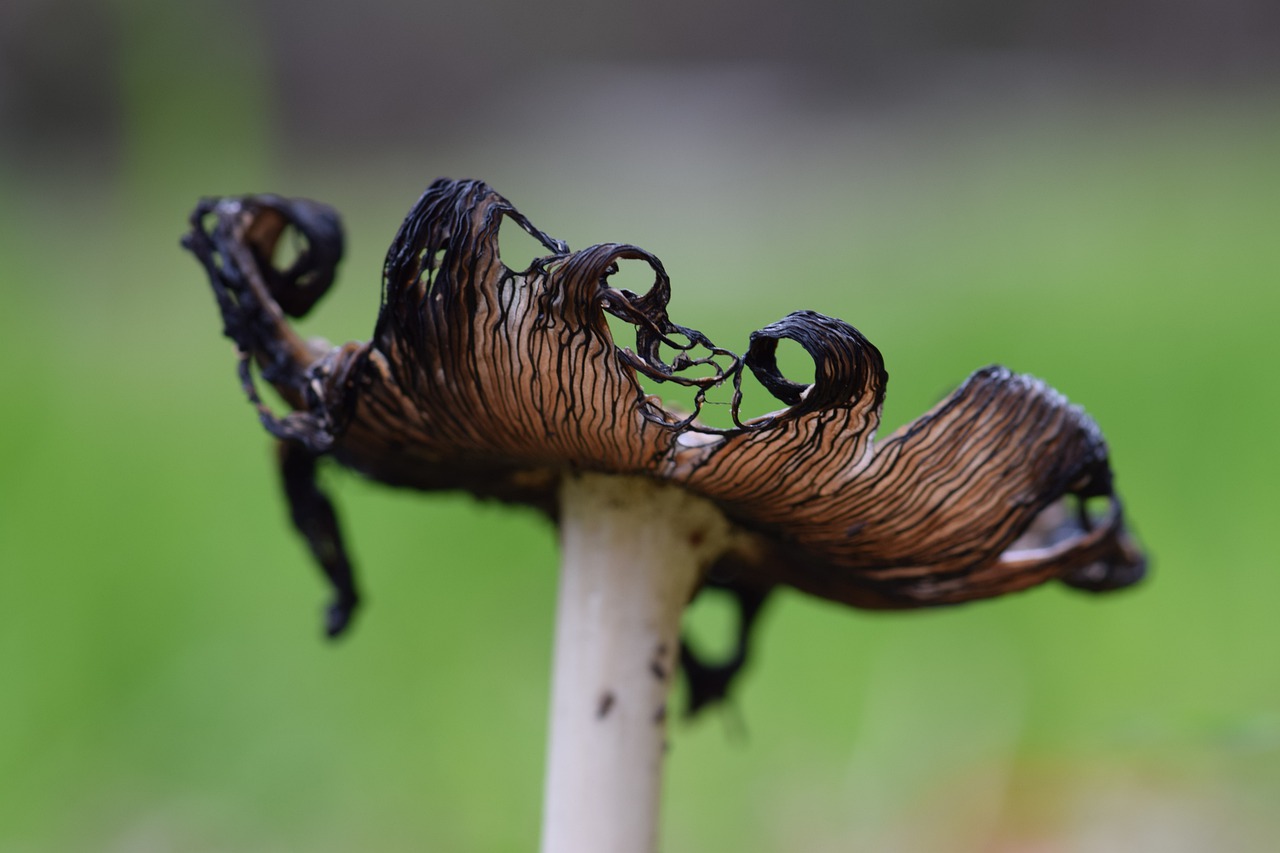 fungi  mushroom  ink cap free photo