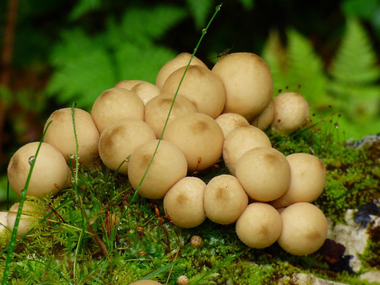 fungi forest mushroom free photo