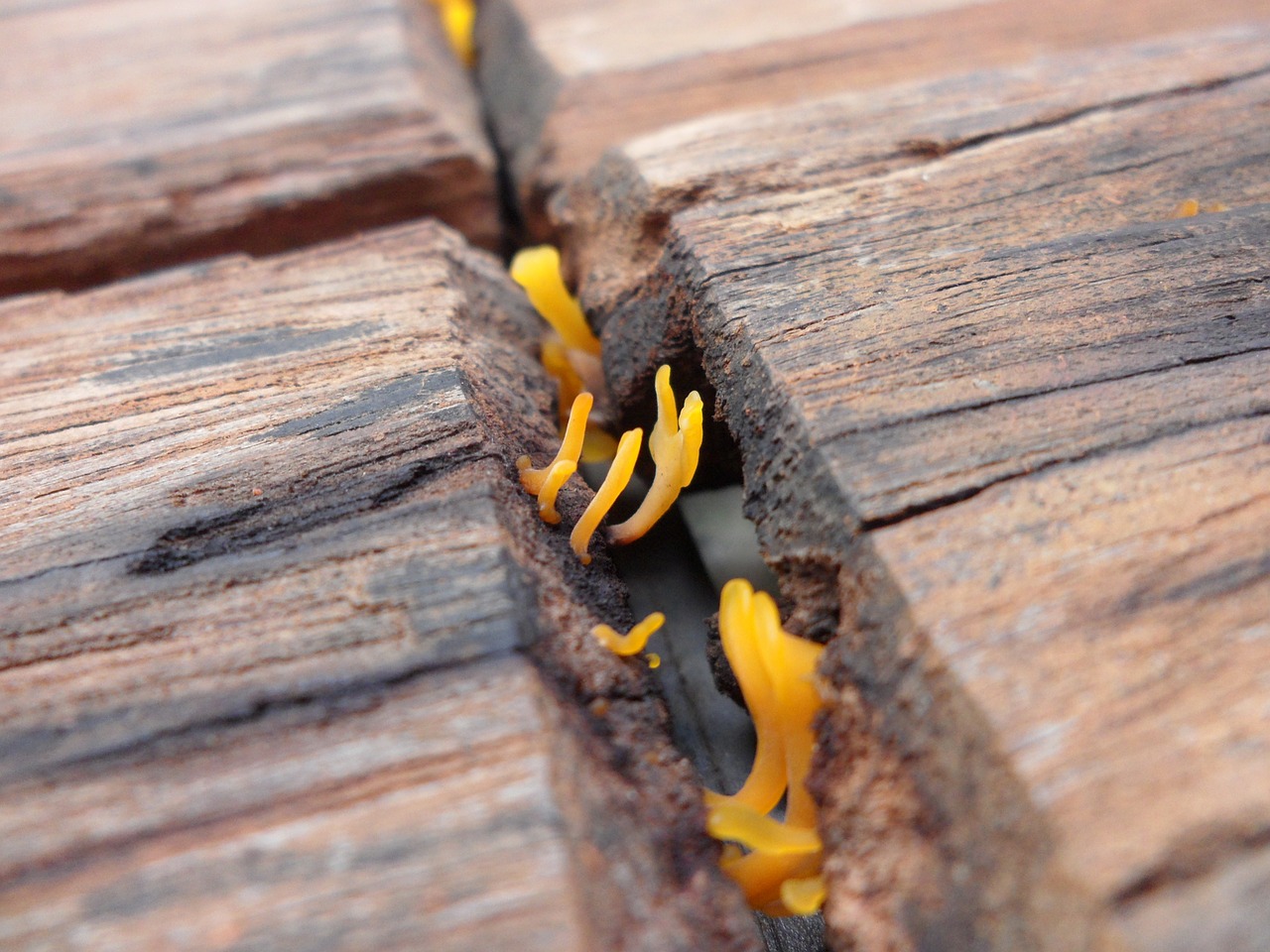 fungi wood fungus free photo