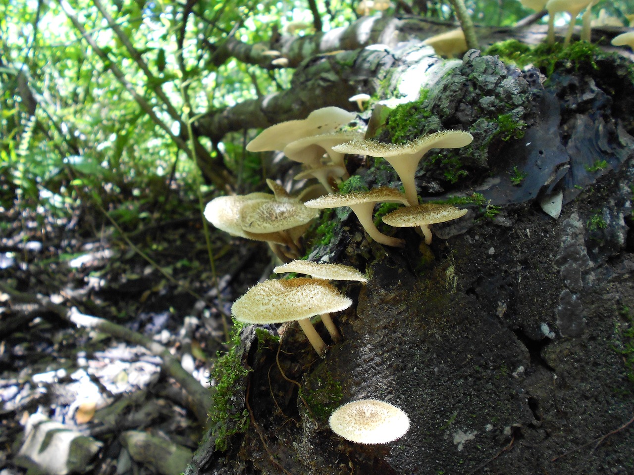 fungi mushrooms forest floor free photo