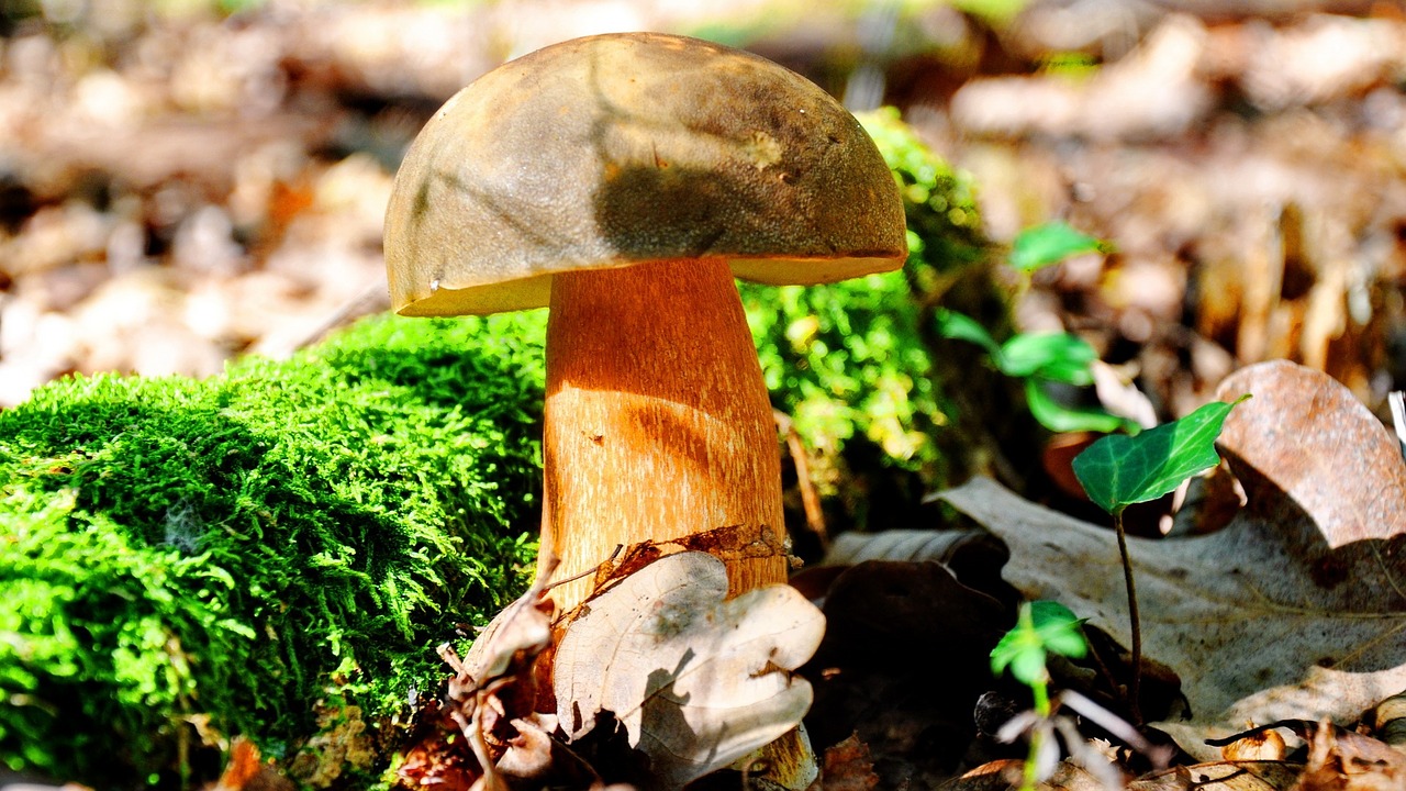 fungi porcini mushrooms forest free photo