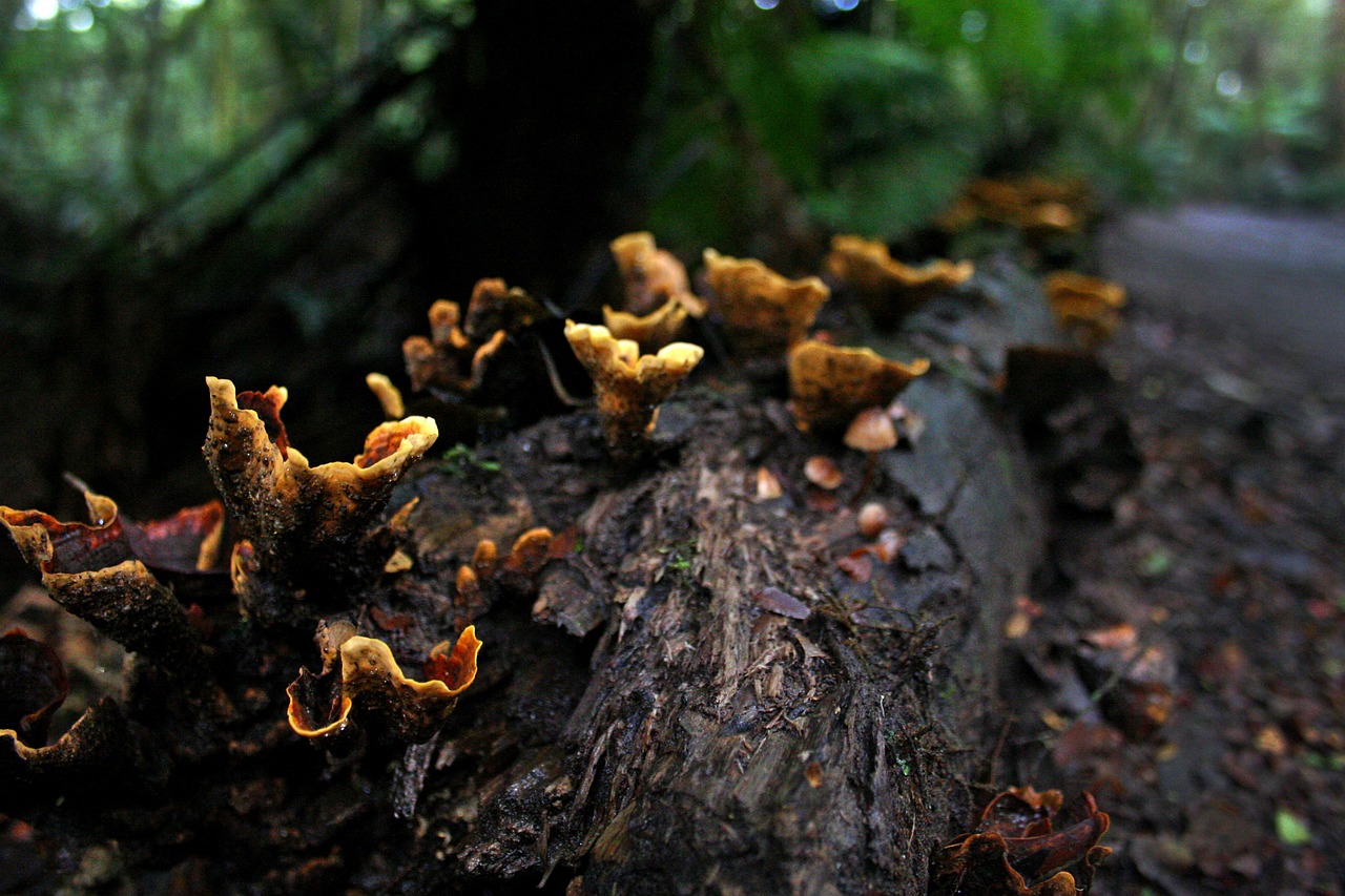 fungi rotting decay free photo