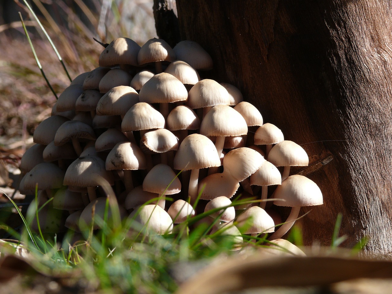 fungi mushroom ground free photo