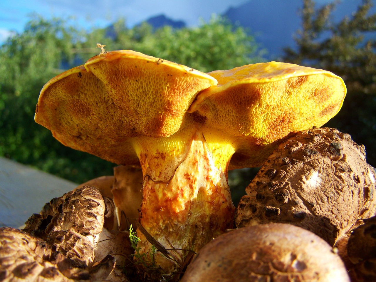 fungi yellow-brown mixed free photo