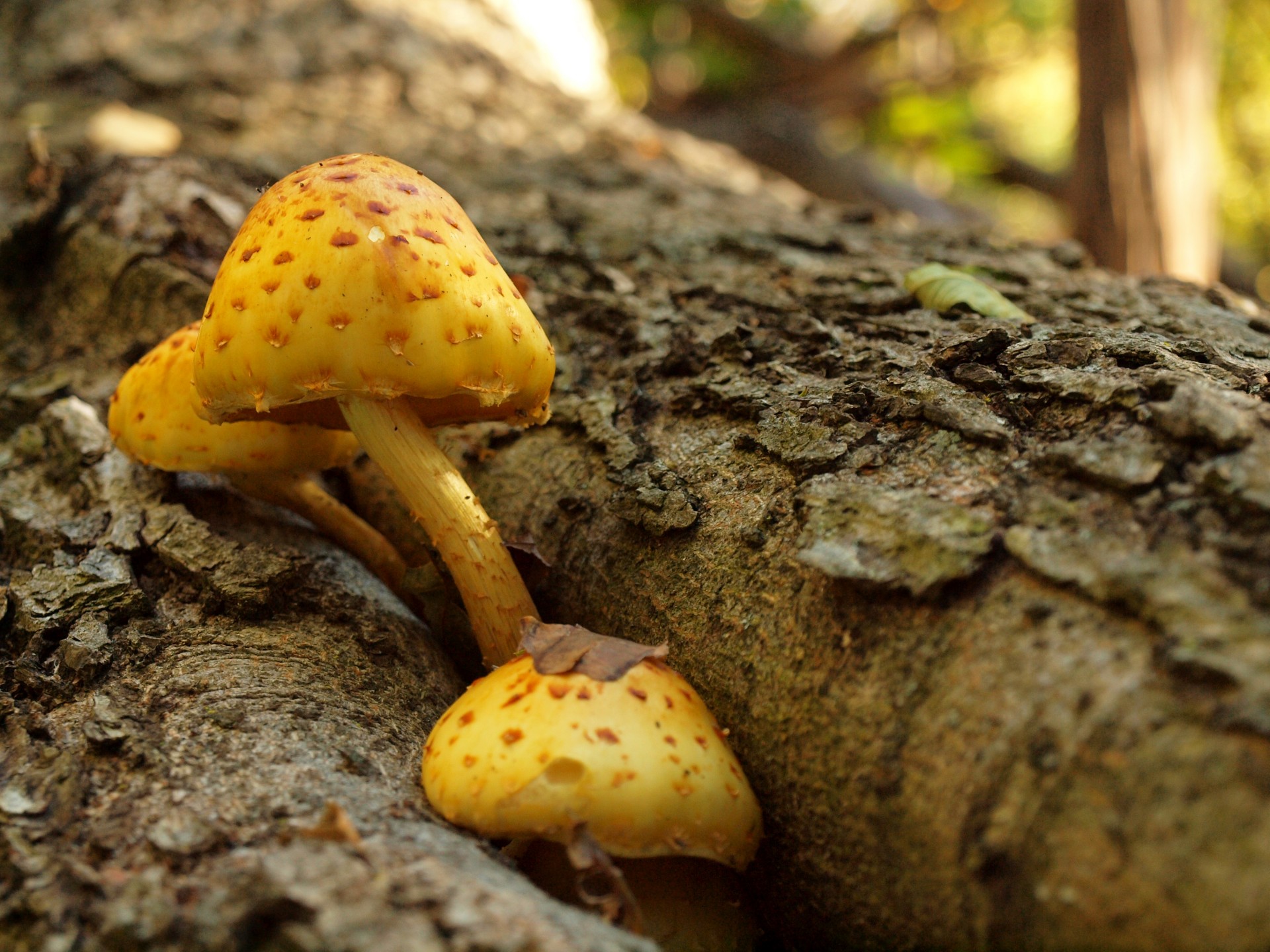 fungi fungus mushroom free photo