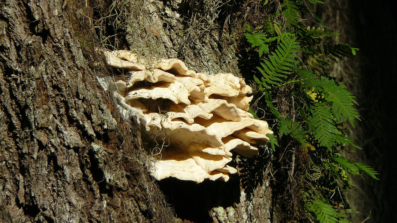 fungus fungi mushroom free photo