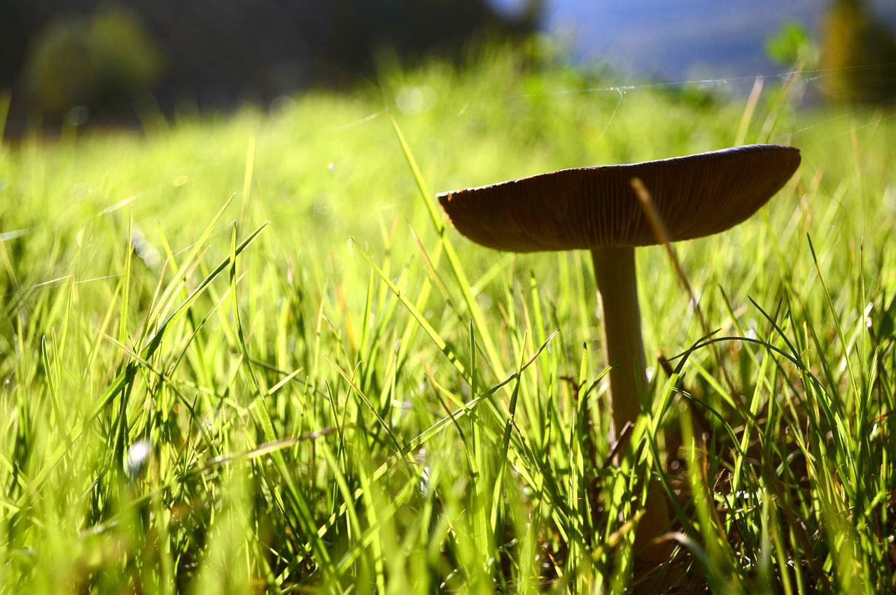 fungus green prato free photo