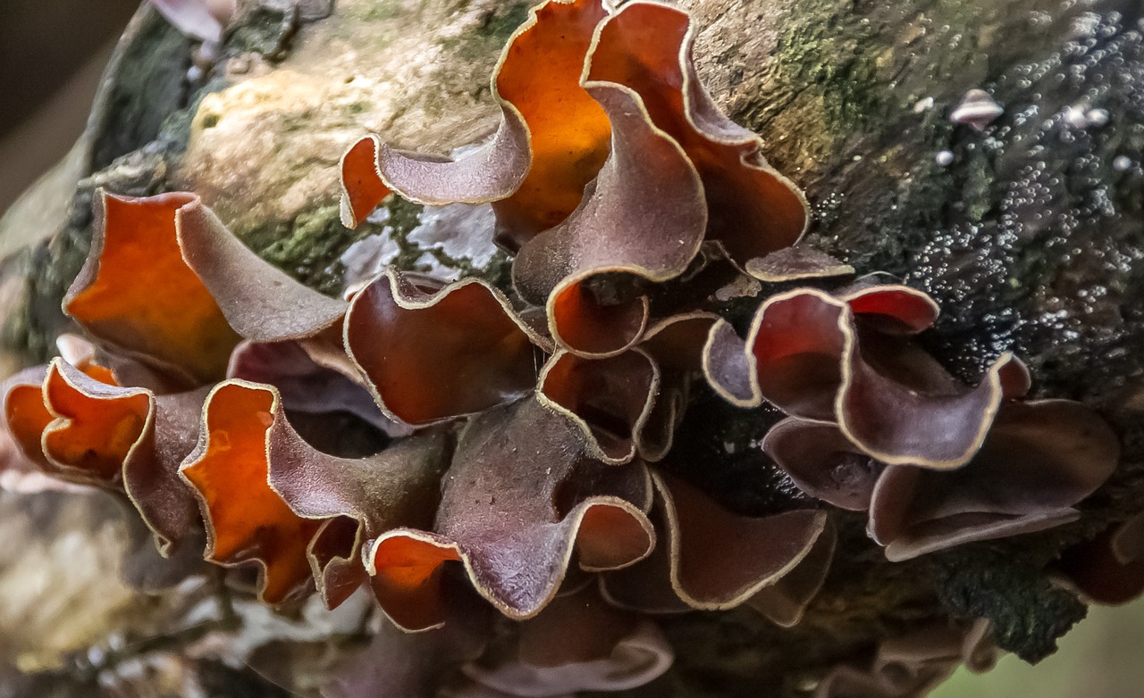 fungus brown white free photo