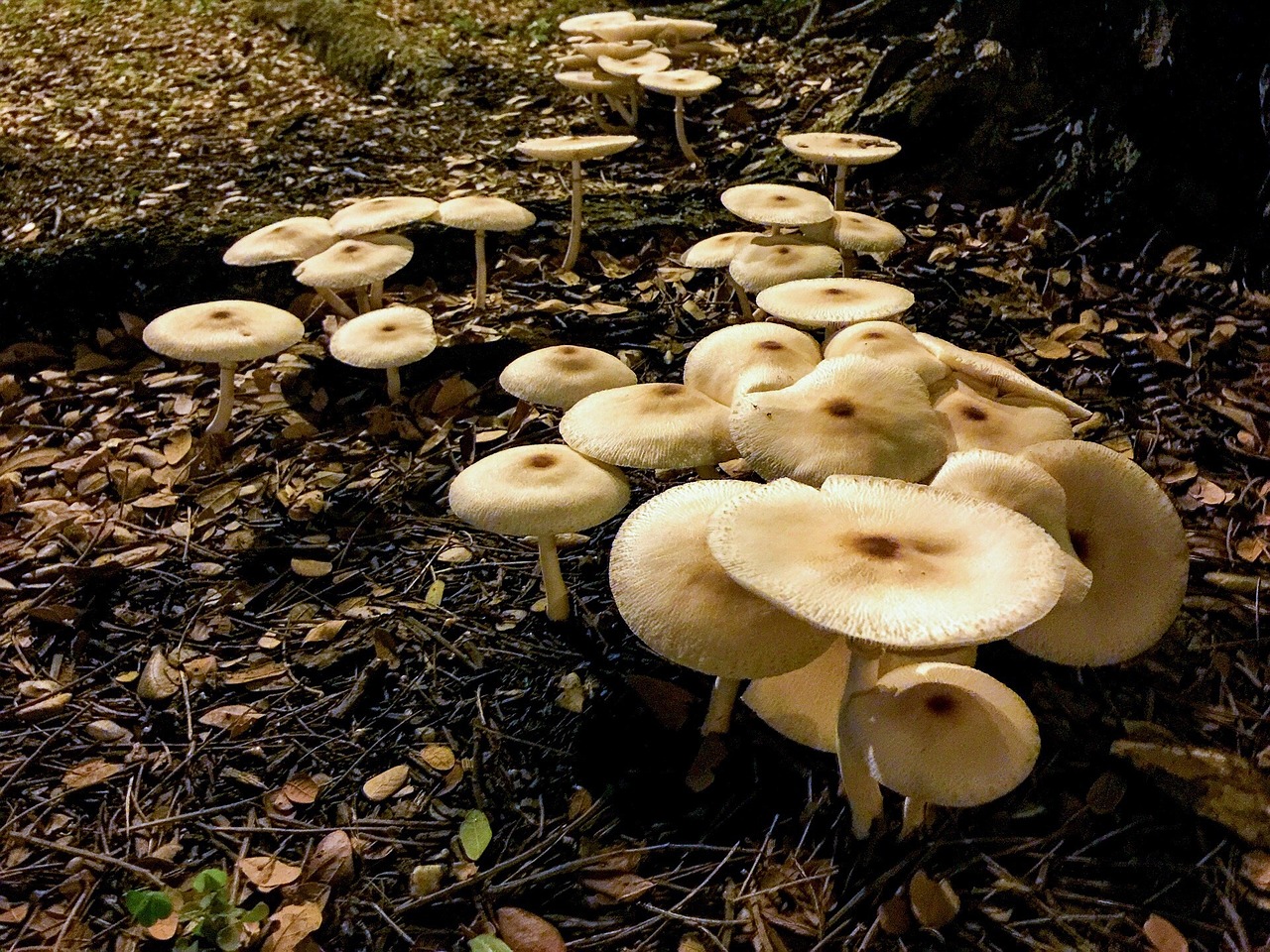 fungus mushroom poisonous free photo