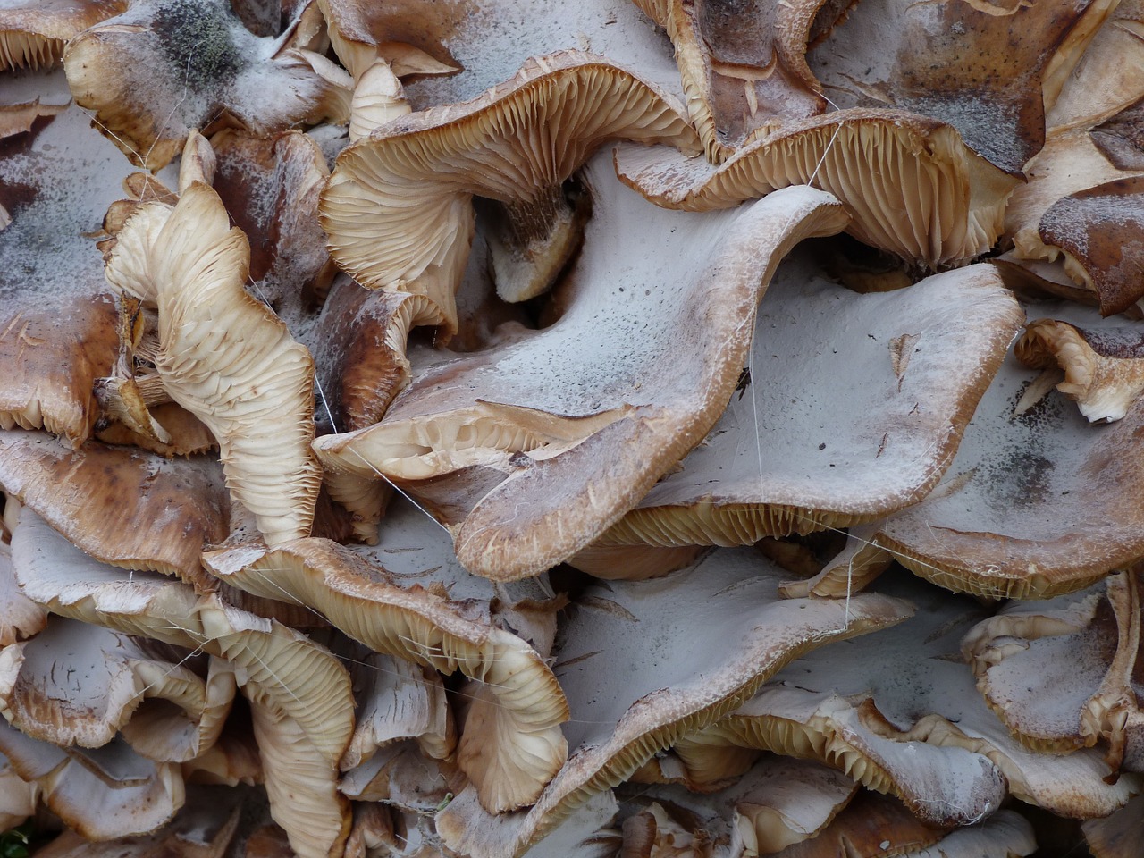 fungus oyster structure free photo