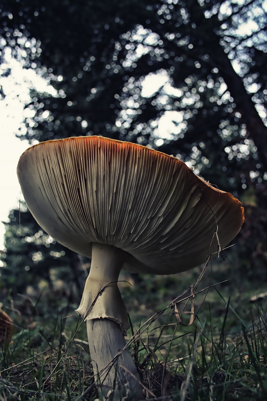 fungus mushroom fungi free photo