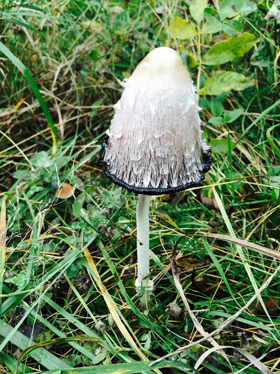 fungus nature forest mushrooms free photo