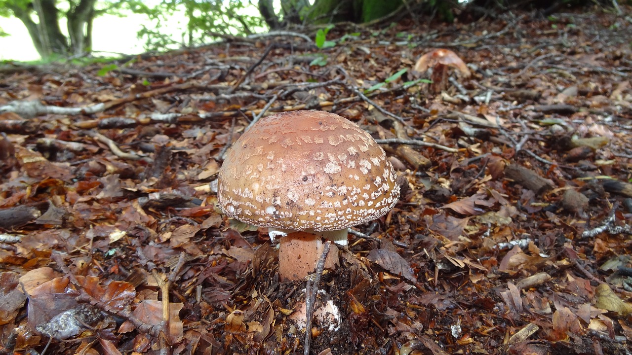 fungus wood plants free photo