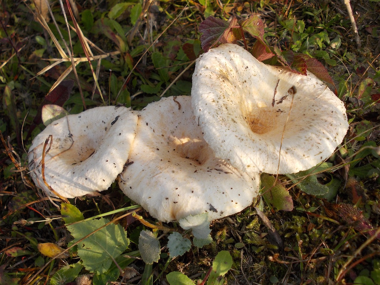 fungus poisonous mushroom lactarius velvety free photo