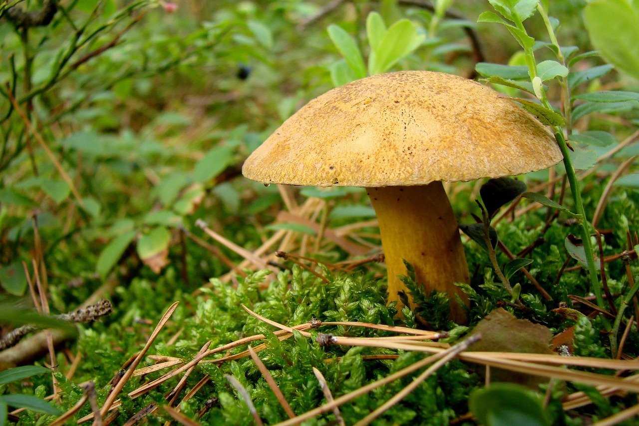 fungus litter forest free photo