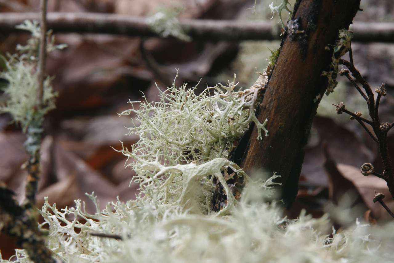 fungus lichen moss free photo