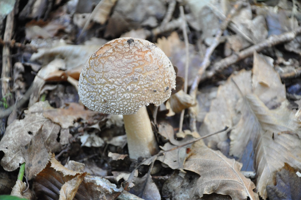 fungus poisonous mushroom forest free photo