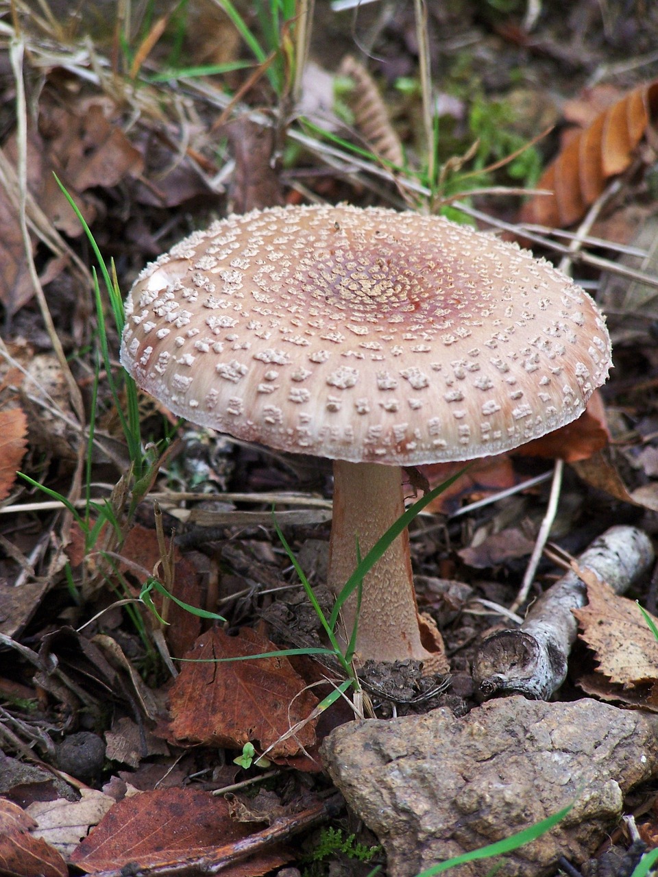fungus fall forest mushrooms free photo