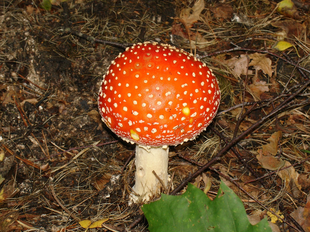 fungus nature autumn free photo