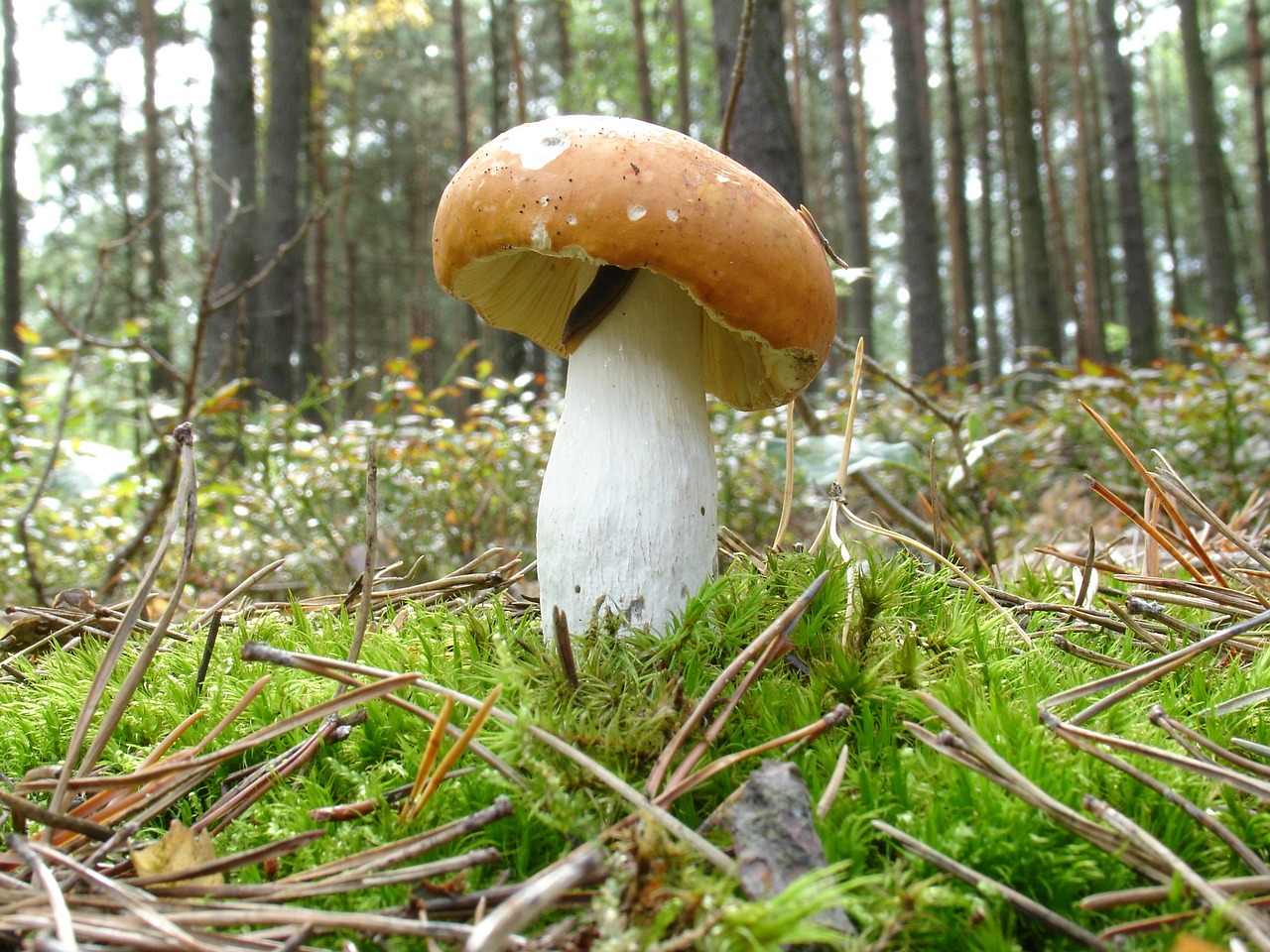 fungus mushrooms autumn free photo