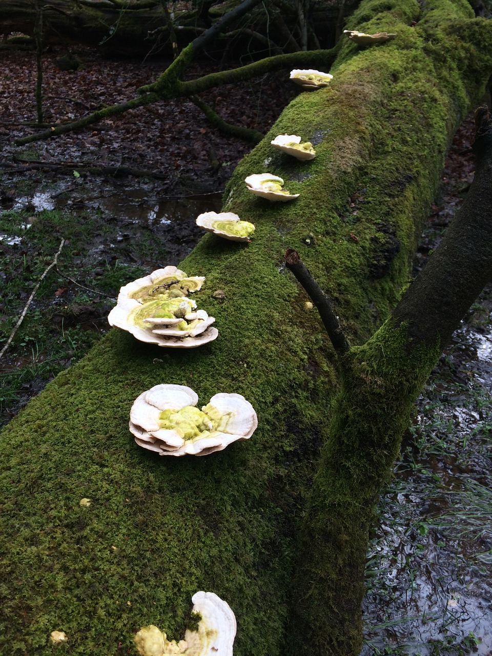 fungus mushrooms nature free photo