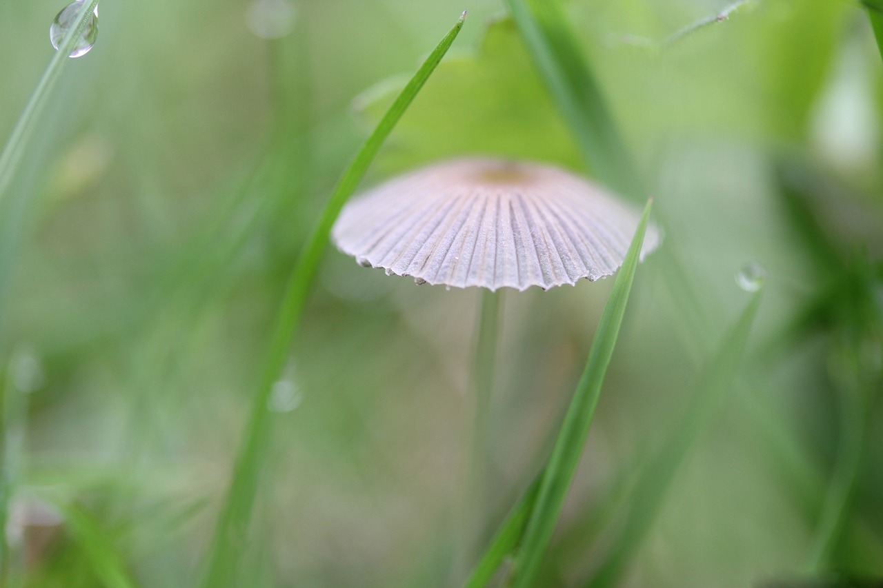 fungus dew grass free photo