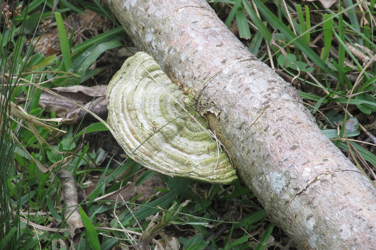 fungus ear nerve trunk free photo